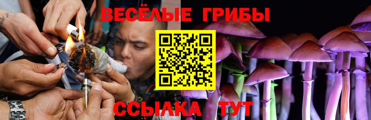 Балаково  Псилоцибиновые грибы Psilocybine cubensis  Вход с VPN 